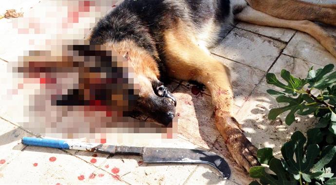Bodrum'da vahşet! Köpeğini başına vura vura öldürdü