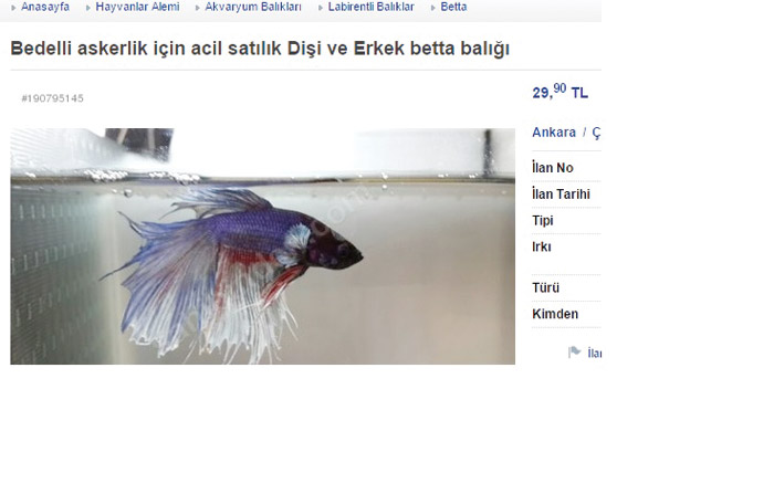 Bedelli için 'acil' akvaryum balığı bile satıyorlar