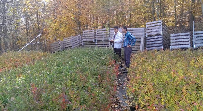 Bursa çiftçisini paraya boğacak bitki
