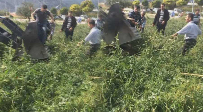 Kırkağaç'ta danaya inanılmaz işkence!