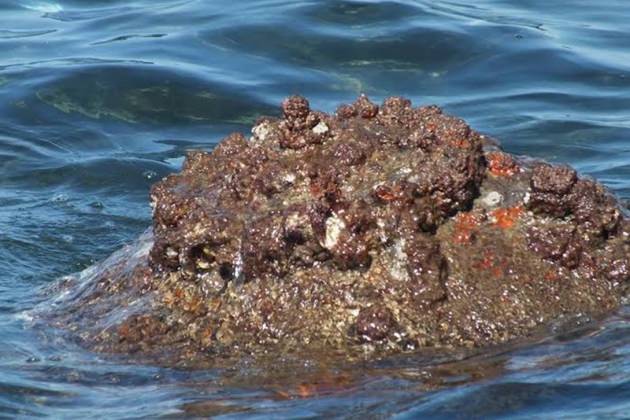 Asker ve polisi alarma geçirdi