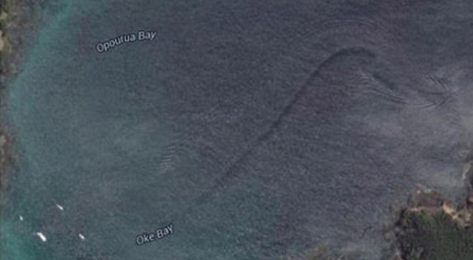 Gizemli canlı korkuttu