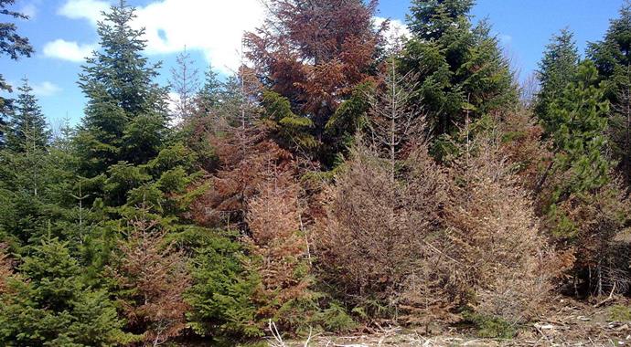 Gökten asit yağıyor