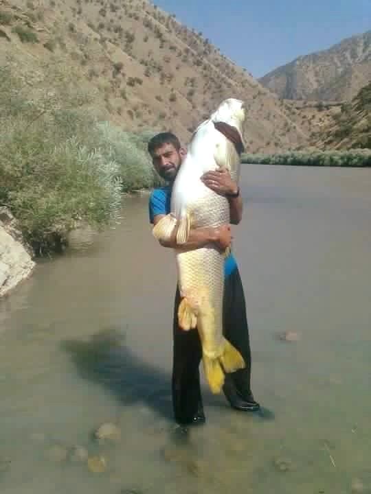 Diyarbakır'da dev sazan balığı yakalandı
