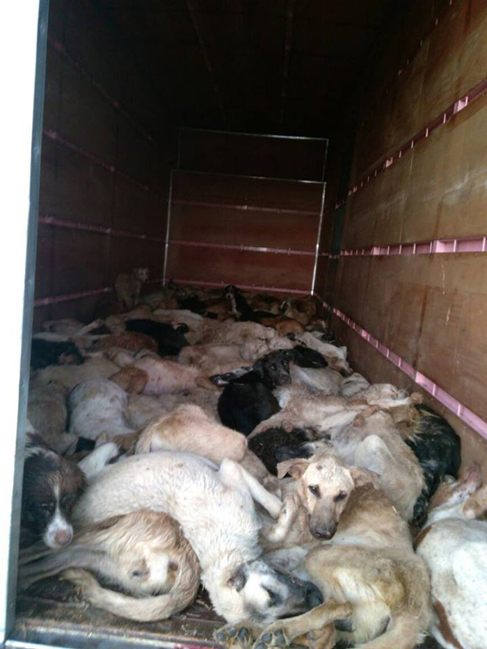 Köpeklere kamyon kasasında eziyet!