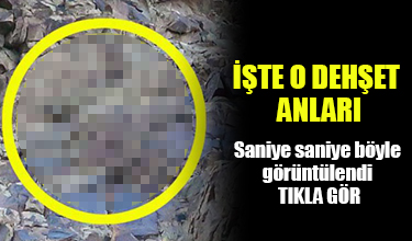 Bir anda ortaya çıkıp dehşete düşürdüler
