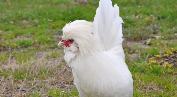 'Osmanlı sultan tavuğu'nun dudak uçuklatan fiyatı