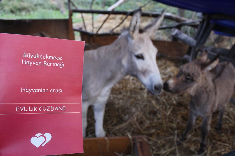 CHP'yi eşekle protesto ettiler