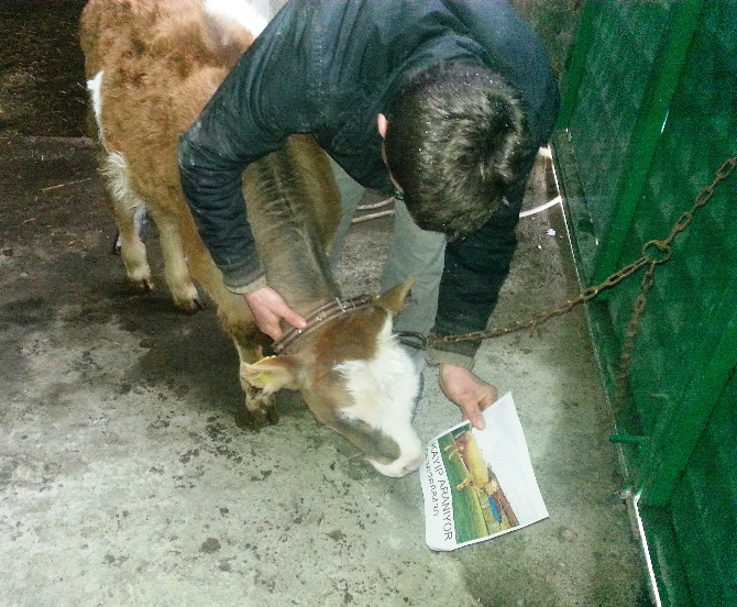 Kaybolan ineği için afiş bastırdı!