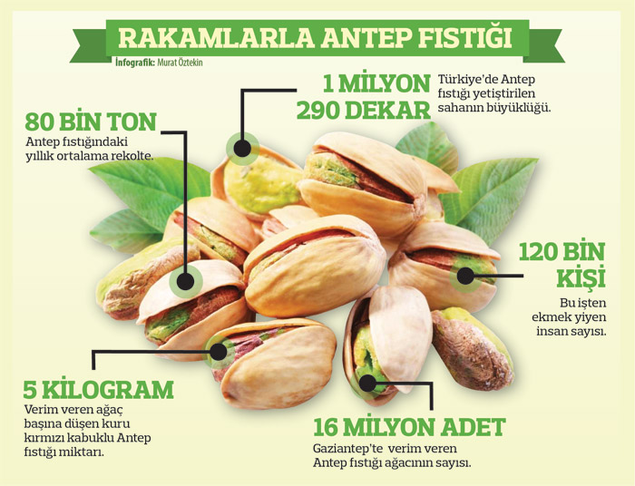 Yeşil fıstıkta kara tablo