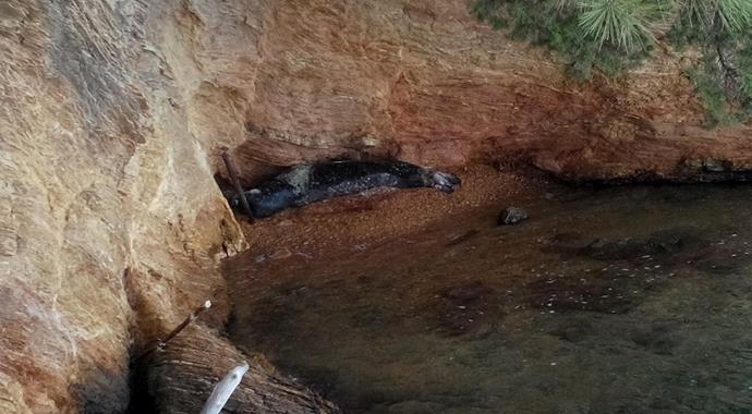 Bodrum'da Akdeniz foku görüntülendi!