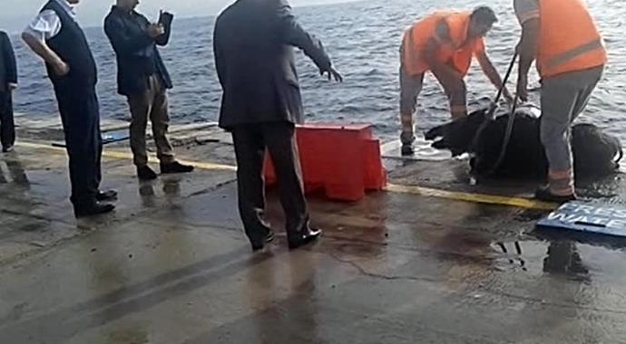 İstanbul Boğazı'nda 3 defa oluyor, şaşırılmayacak gibi değil!