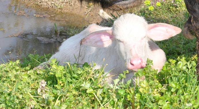 Beyaz mandaya Demba Ba adı verildi