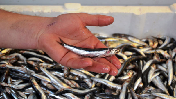 Hamside büyük katliam