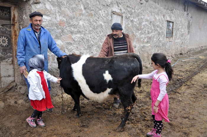 Ay yıldızlı inek görenleri hayrete düşürüyor!