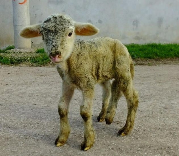 6 bacaklı kuzu görenleri şaşırtıyor