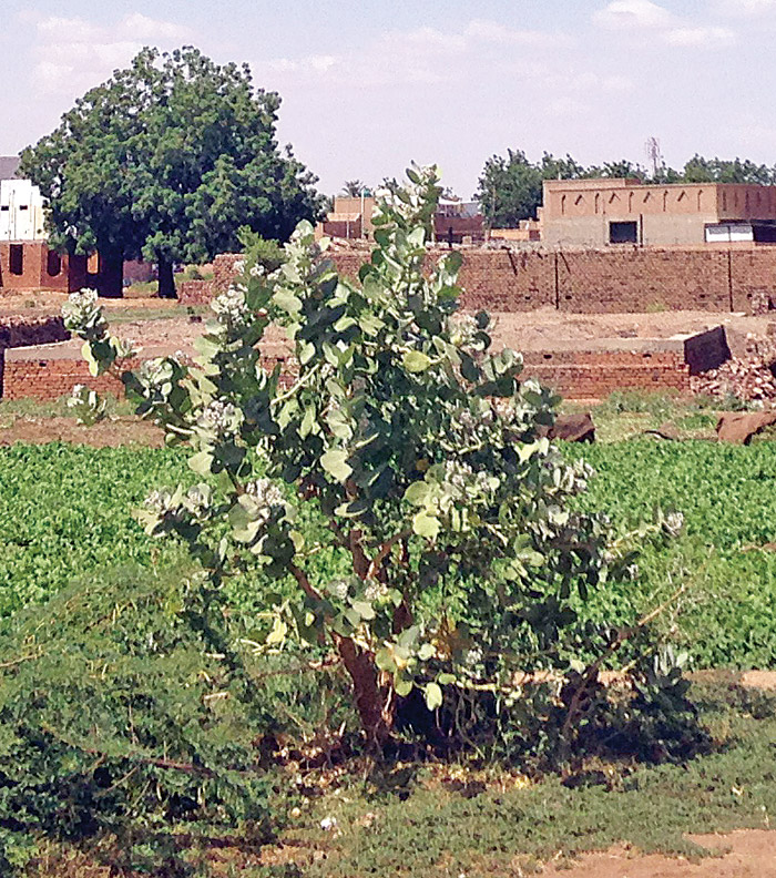 Toprağı Sudan ucuz!