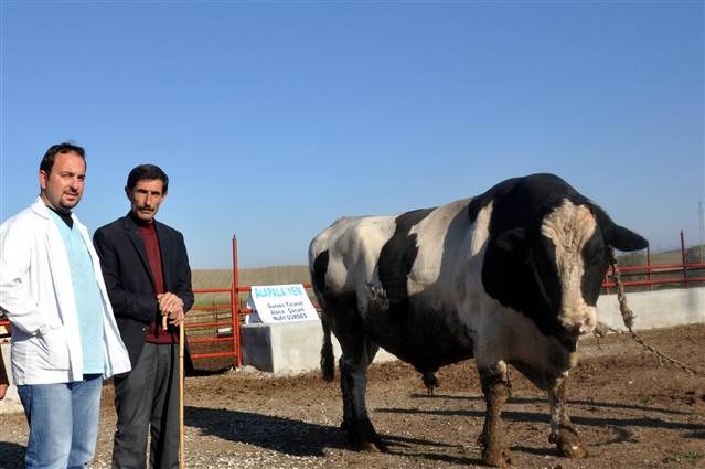 Araba fiyatına kurbanlıklar dudak uçuklattı!
