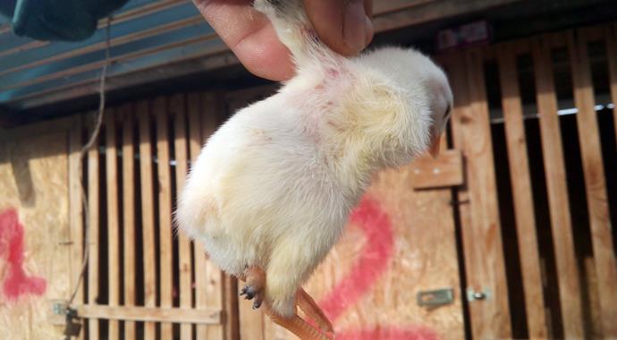 3 ayaklı civciv görenleri hayrete düşürdü