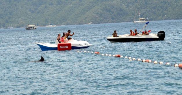 Marmaris'te köpekbalığı paniği!