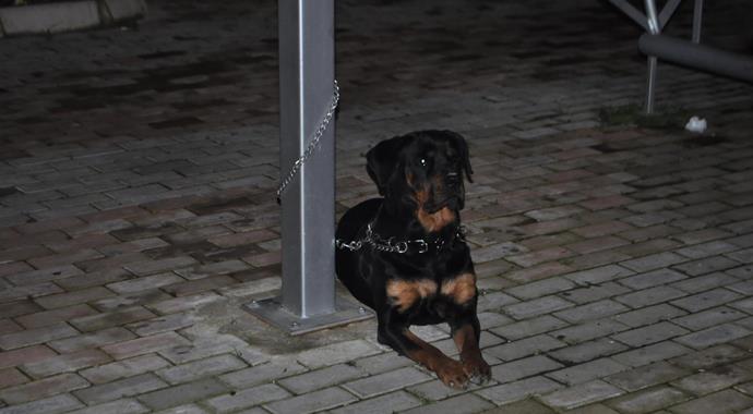 Parkta köpeğini gezdirirken öldürüldü!