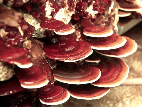 Bu mantarın kilosu 1000 lira!