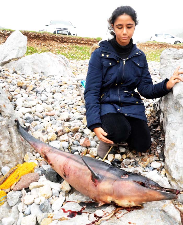 Zıpkınla vurdukları yavru yunusu pişirip yemeye çalıştılar!