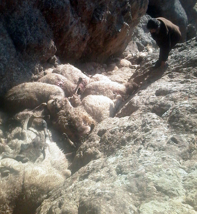 Kurt saldırdı, yüzlerce koyun uçurumdan düştü...