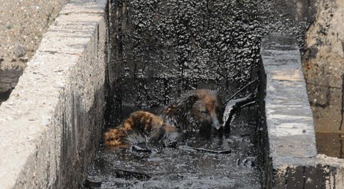 Köylüler, köpekleri için petrol kampına saldırdı