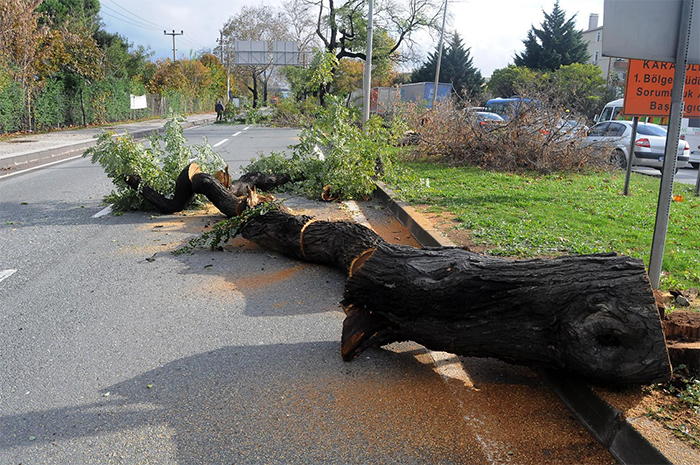 Geziciler Yalova'da 3 maymunu oynuyor