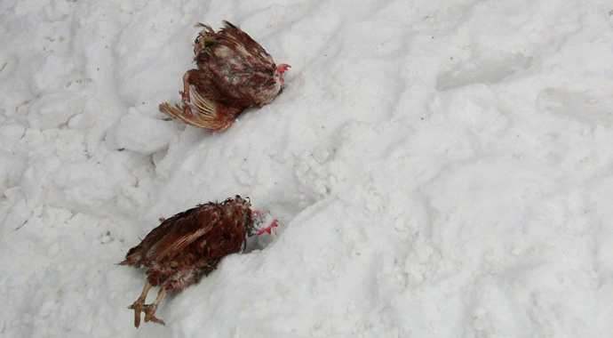 Kahramanmaraş'ta ürküten görüntü!