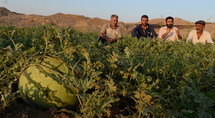 Diyarbakırlı üretici gece 'karpuz' nöbetinde