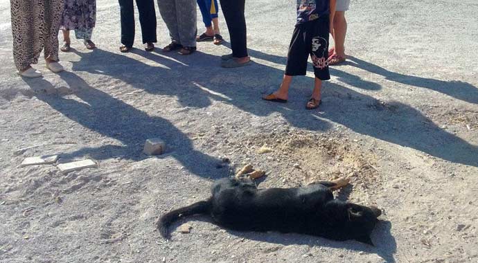 İzmir'de kan donduran köpek katliamı