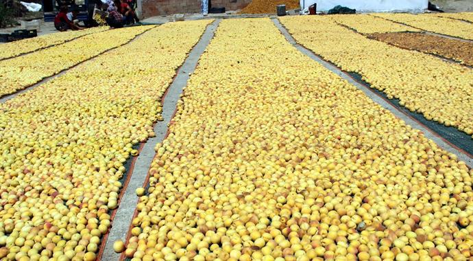 Karakaya kıyısındaki kayısı üreticilerine 'piyango' vurdu