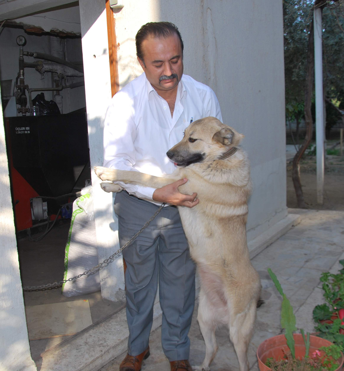 Bu köpek işine gelince erkek, işine gelince dişi!