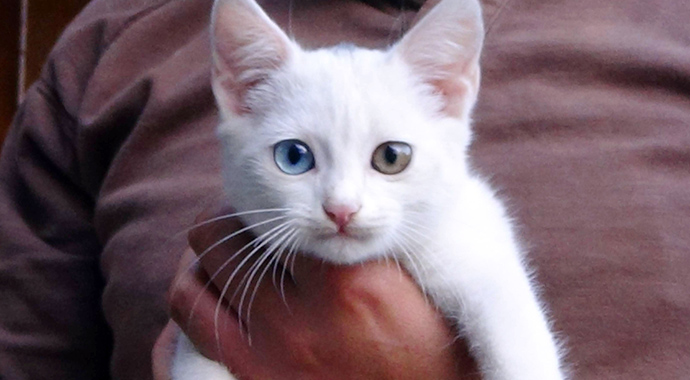 Bu kedi görenleri şaşırtıyor! Van kedisi görünümlü Bartın kedisi