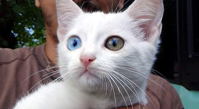 Bu kedi görenleri şaşırtıyor! Van kedisi görünümlü Bartın kedisi