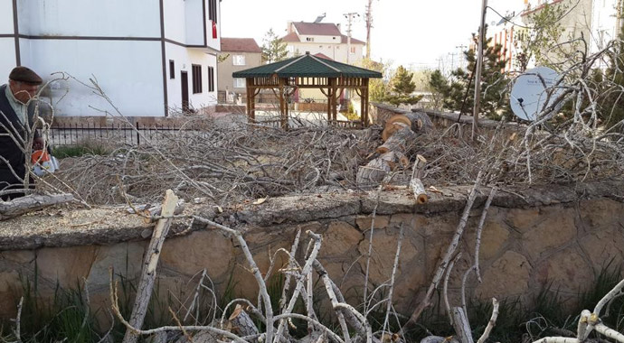 Bu ilçedeki tüm ağaçlar kesiliyor! İşte sebebi..