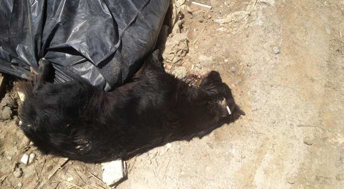 Lüks villa bölgesinde 17 köpek katliamı