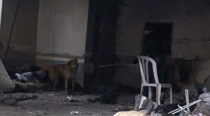 Sahibini ölümünde bile yalnız bırakmadı