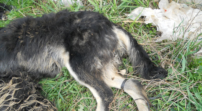 Böyle vahşet görülmedi! Köpek yavrularını birbirine bağlayıp...
