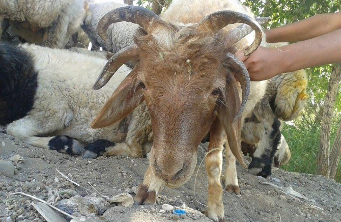 Bu koçun tam 5 boynuzu var!