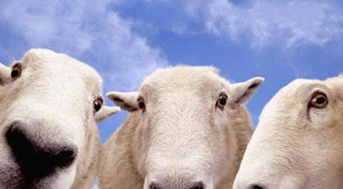 Kurban Bayramı Tatili Kaç Gün, açıklandı  (Kurban Bayramı 9 Gün Kimlere tatil)