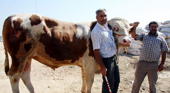 En güzel kurbanlığı Erdoğan'a hediye edecek