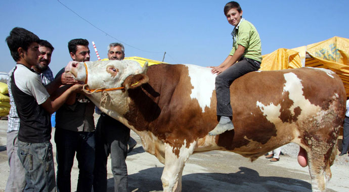 En güzel kurbanlığı Erdoğan'a hediye edecek