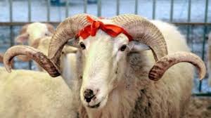 2015 Kurban Bayramı Ne Zamn (Kurban bayramı Tatili Kaç Gün)