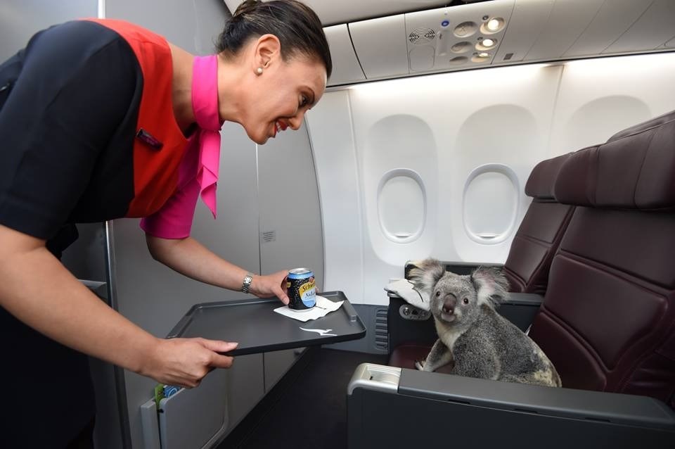 Koalaların VIP uçuşu sosyal medyayı salladı!