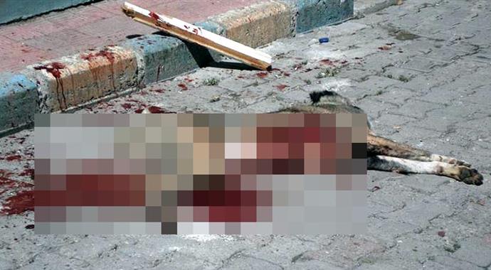Erzurum'da 6 kişiyi ısıran köpeği bıçakla öldürdüler
