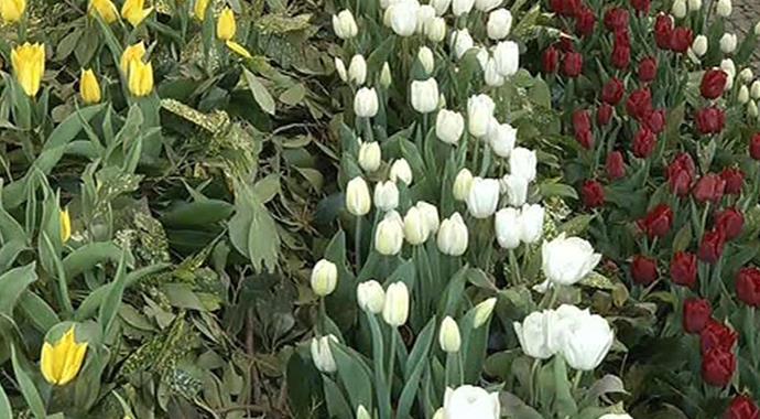İstanbul'da lale zamanı
