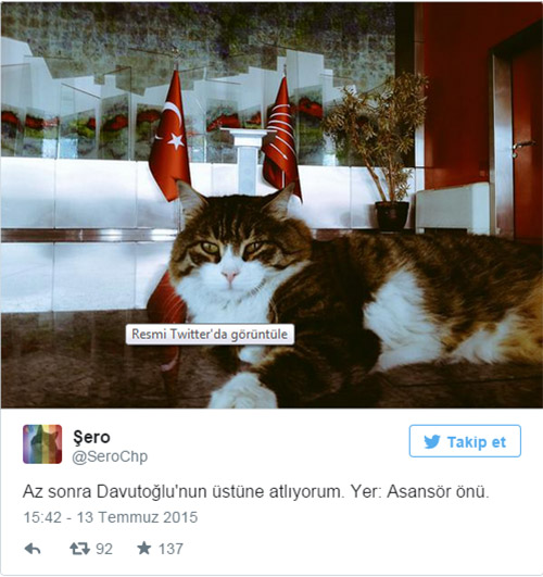 CHP'nin kedisi Şero'dan ilginç tweet